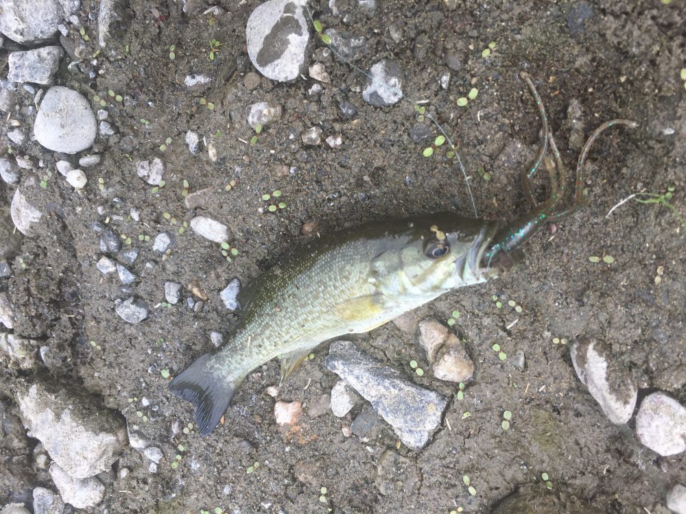 夜の川は釣れるの ブラックバスのポイントに行ったら巨大魚 大ナマズ が釣れた バス釣りハック