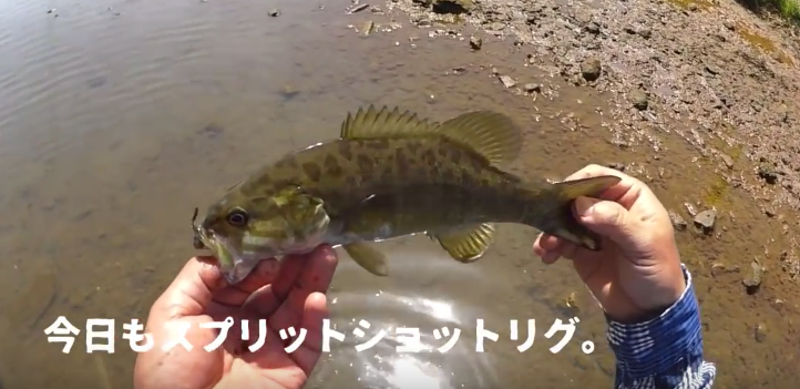 【入間川・荒川 バス釣りのポイントを探せ！】釣り動画をアップしているyasuさんのyoutubeチャンネルは参考になる！