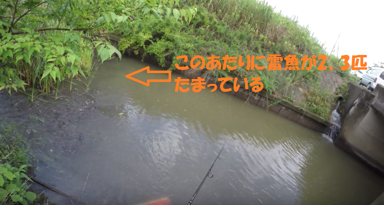 【バス釣り】大雨の後で川のにごりが強い時の対処法 用水路で雷魚が大量発生