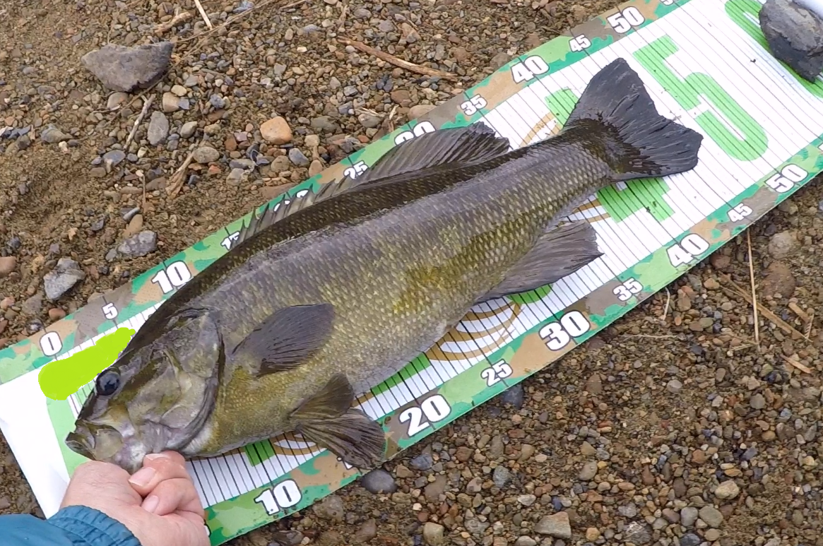 初心者でも簡単 スモールマウスバスの釣り方 川スモール バス釣りハック